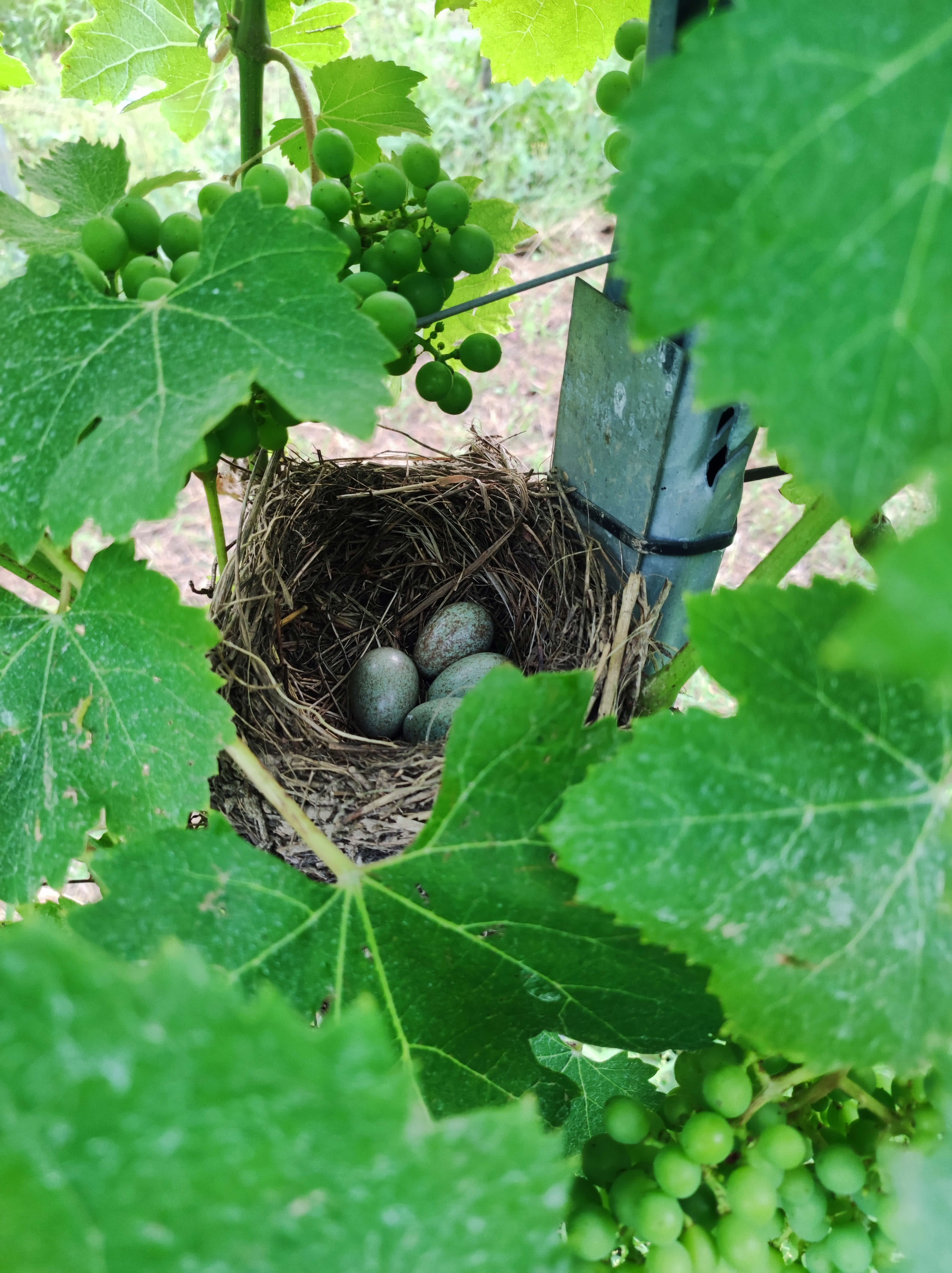 Even birds like the vineyard