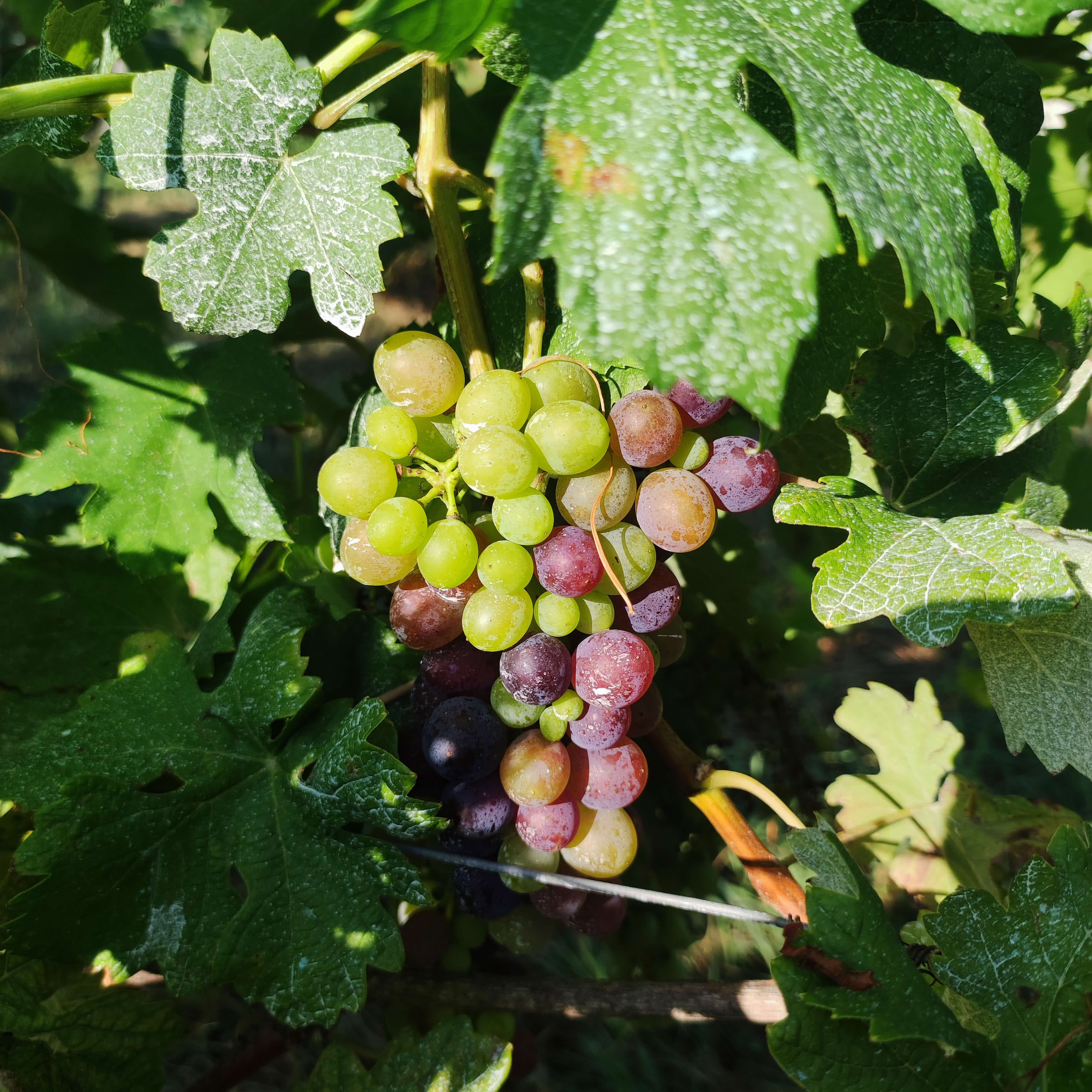 Grape