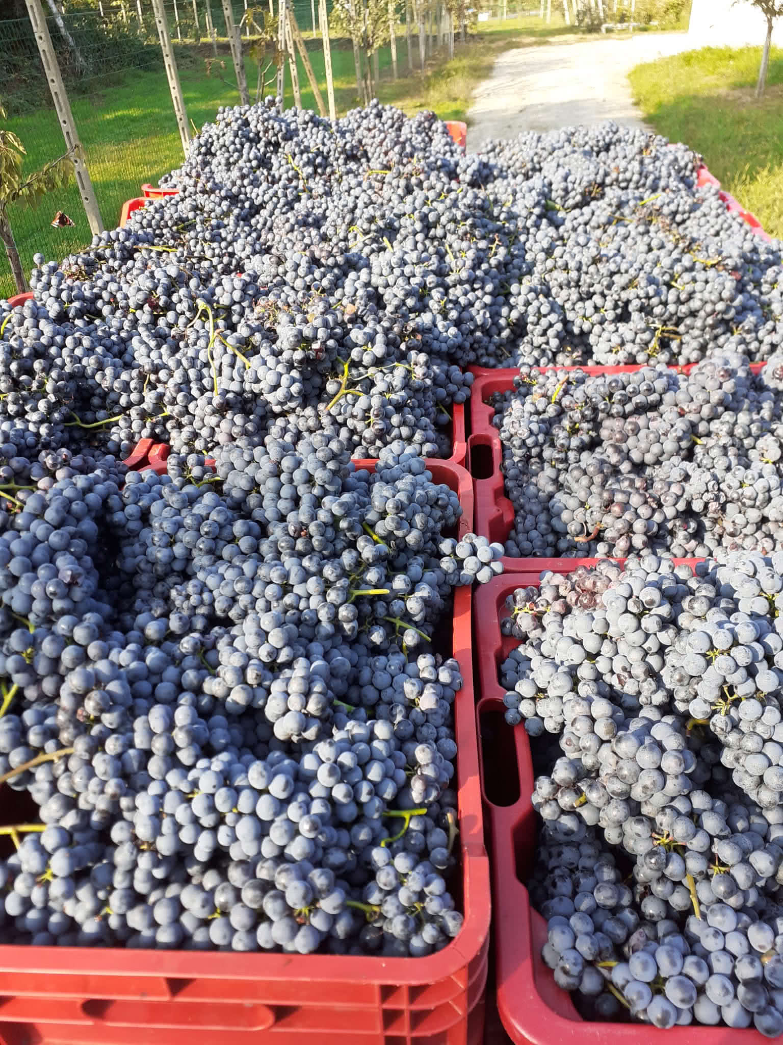 Harvest